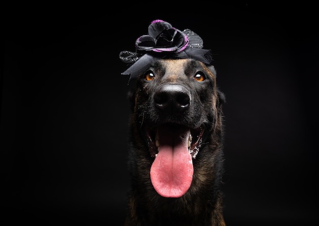 Retrato de un perro pastor belga en un tocado Carnaval o Halloween