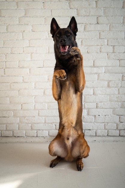 Retrato de un perro pastor belga