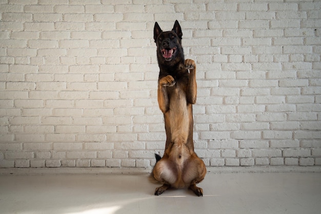 Retrato de un perro pastor belga