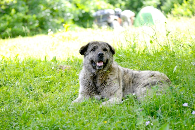 retrato de un perro pastor en macedonia