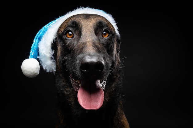 Retrato de un perro pastor con un sombrero de Santa Claus aislado en un fondo negro