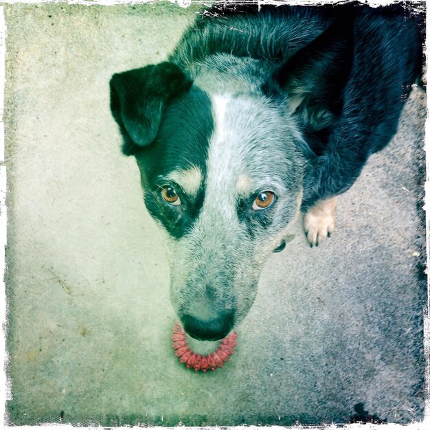 Foto retrato de un perro en el patio trasero