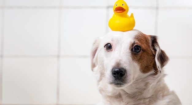 Retrato de un perro con un pato en la cabeza