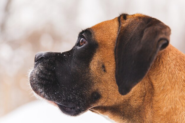 Retrato del perro pedigrí marrón en la nieve. Boxer.