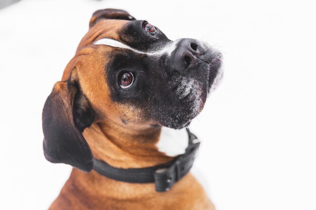 Retrato del perro pedigrí marrón en la nieve. Boxer.