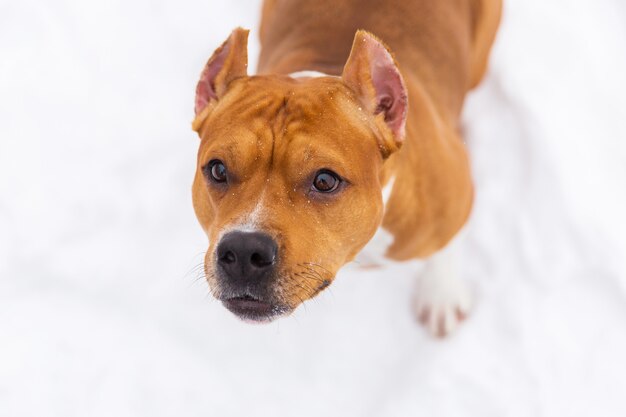 Retrato del perro pedigrí marrón en la nieve. Staffordshire Terrier