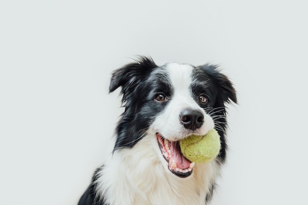 Foto retrato de un perro con una pelota contra un fondo blanco