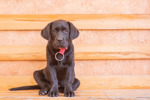 Foto retrato de un perro un pequeño cachorro labrador negro está sentado en un banco