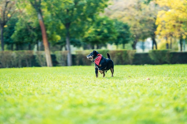 Retrato de perro pequeño con un pañuelo rojo en el cuello de pie sobre el césped de un parque