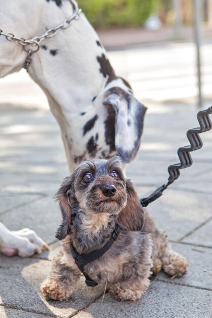 Foto retrato de un perro pequeño y un perro grande