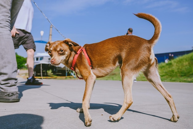 Retrato de perro por personas en el sendero