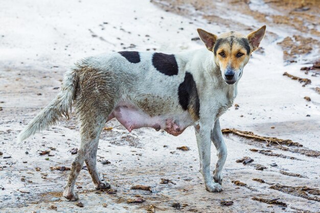 Retrato de un perro de pie en el campo