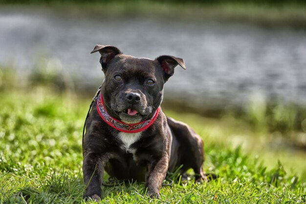 Foto retrato de un perro de pie en el campo