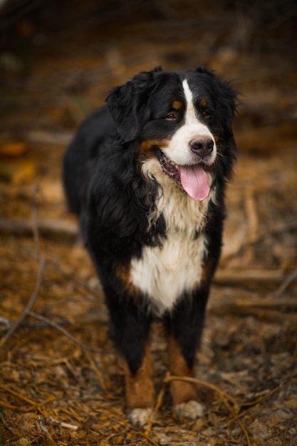 Retrato de un perro de pie en el campo