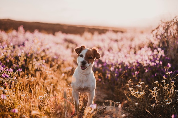 Retrato de un perro de pie en el campo