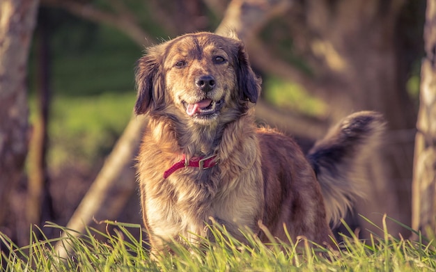 Retrato de un perro de pie en la hierba