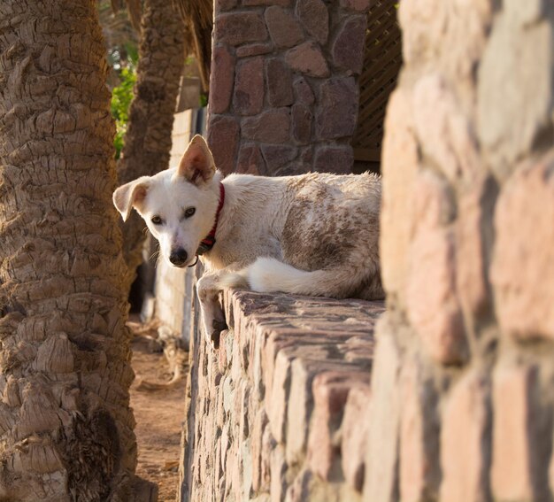 Foto retrato de un perro de pie en la madera