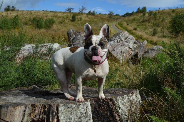 Foto retrato de un perro de pie en madera