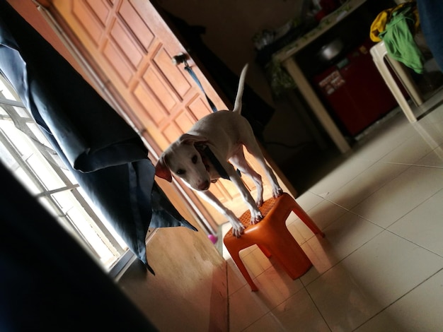 Foto retrato de un perro de pie en un taburete en casa