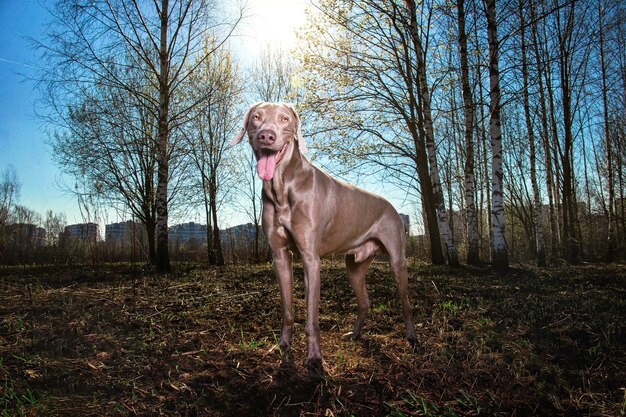 Foto retrato de un perro de pie en tierra contra el cielo