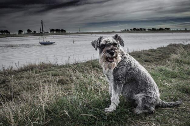 Foto retrato de un perro en la playa contra el cielo