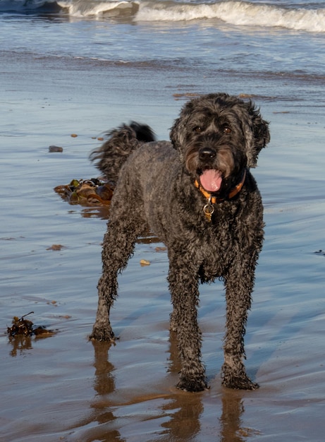 Foto retrato de un perro en la playa