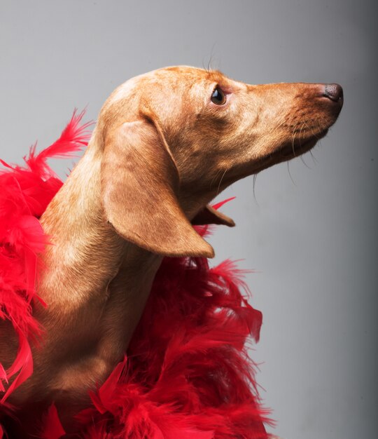 Retrato de un perro con plumas