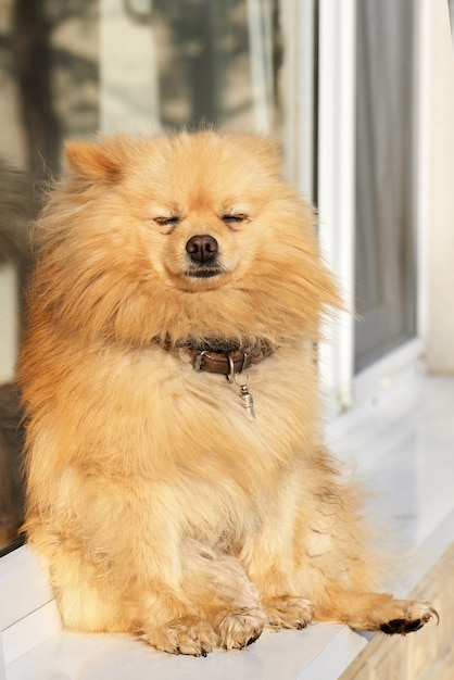 Retrato de un perro Pomerania con pelaje amarillo