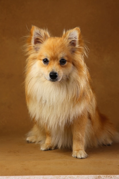 Retrato de un perro Pomerania Spitz