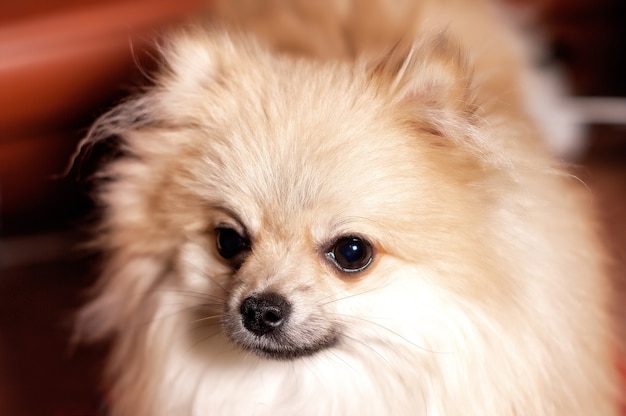 Retrato de perro pomerania spitz