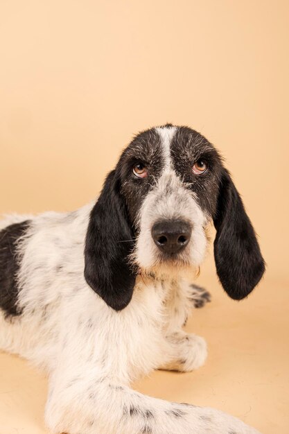 Foto retrato de un perro posando para la adopción