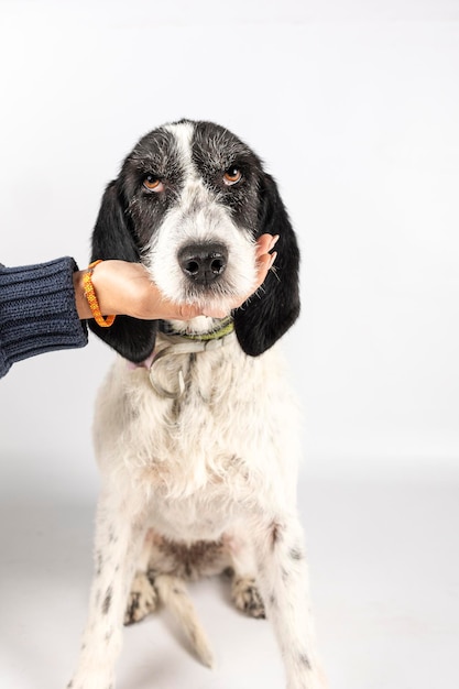 Retrato de un perro posando para la adopción