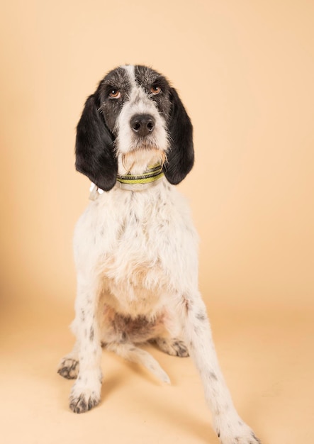 Foto retrato de un perro posando para la adopción