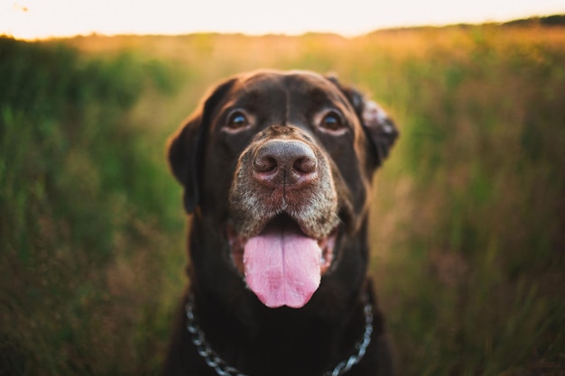 Foto retrato de un perro en primer plano