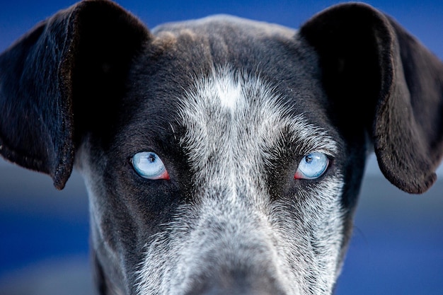 Foto retrato de perro en primer plano