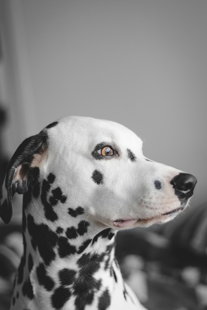 Retrato de perro en primer plano