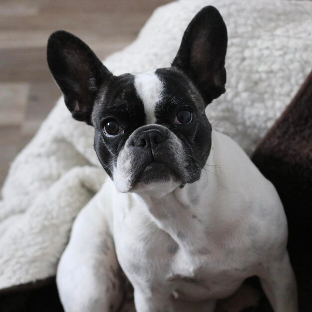 Foto retrato de perro en primer plano