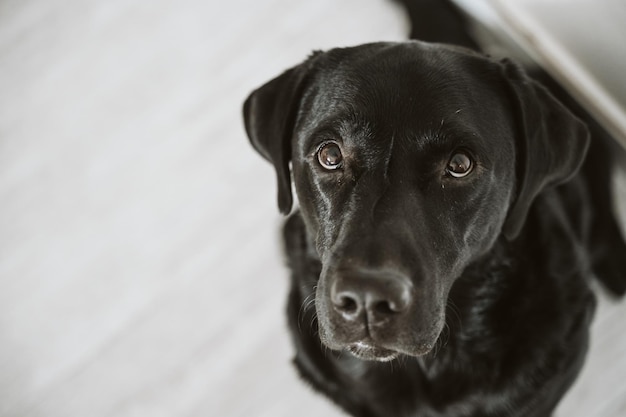 Retrato de perro en primer plano