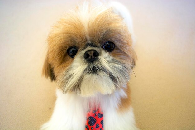 Foto retrato de un perro en primer plano