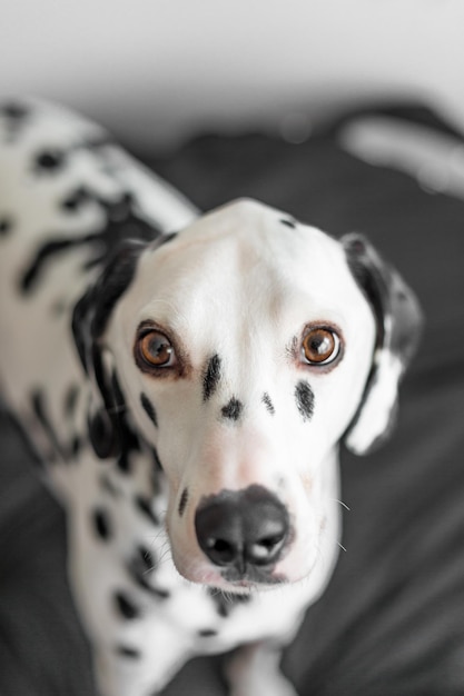 Retrato de perro en primer plano