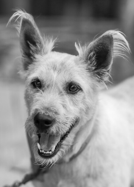 Foto retrato de perro en primer plano