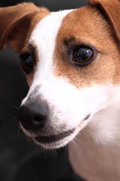 Foto retrato de perro en primer plano