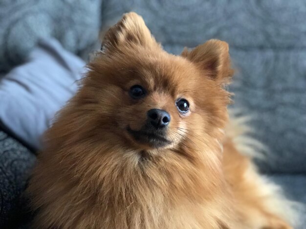 Foto retrato de un perro en primer plano