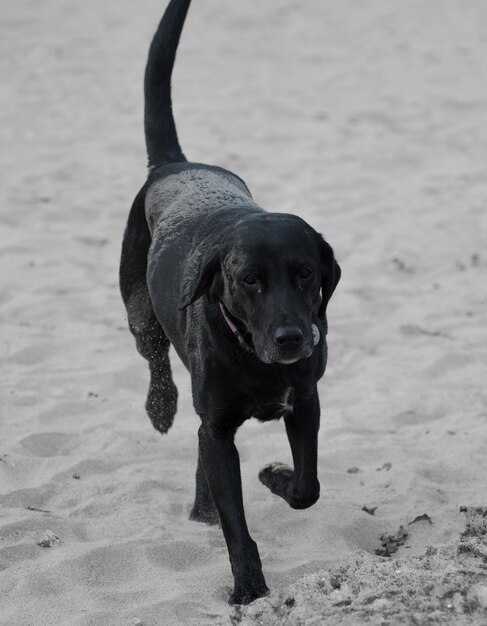 Foto retrato de perro en primer plano