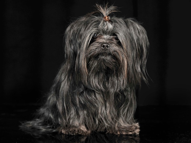 Foto retrato de un perro en primer plano