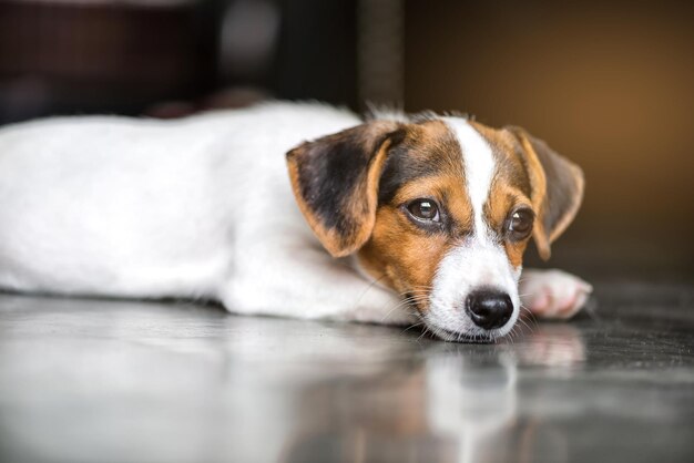 Foto retrato de un perro en primer plano