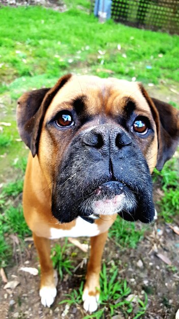 Foto retrato de perro en primer plano