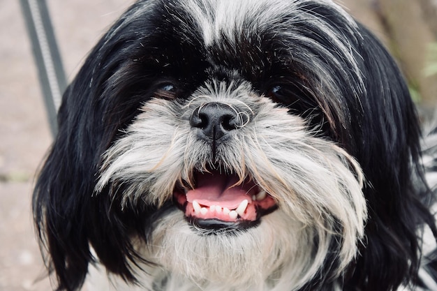 Foto retrato de un perro en primer plano