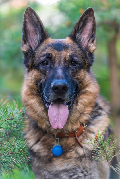 Foto retrato de un perro en primer plano