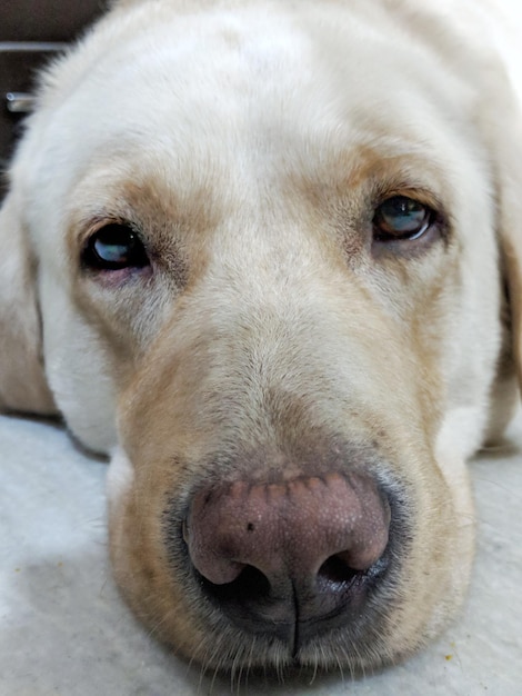 Foto retrato de perro en primer plano